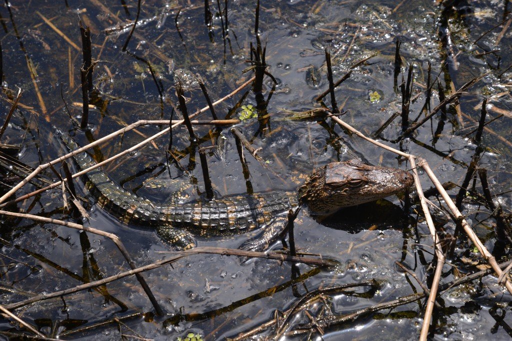 alligator at myakka river state park