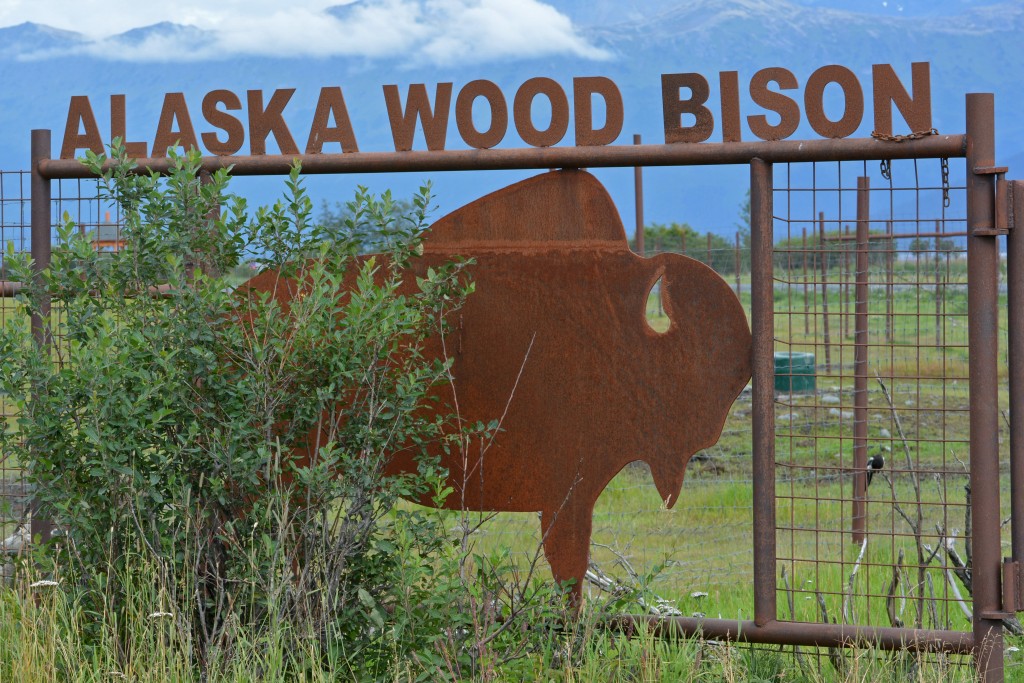 Alaska Wood Bison at Anchorage Wildlife Conservation Center