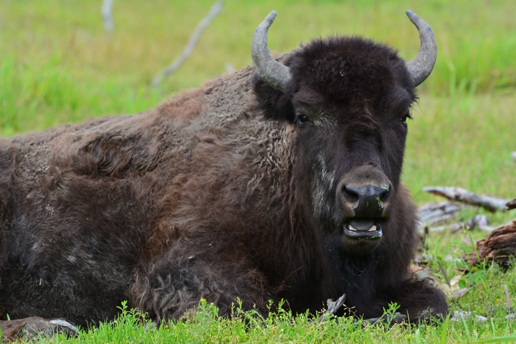 Alaska Wood Bison