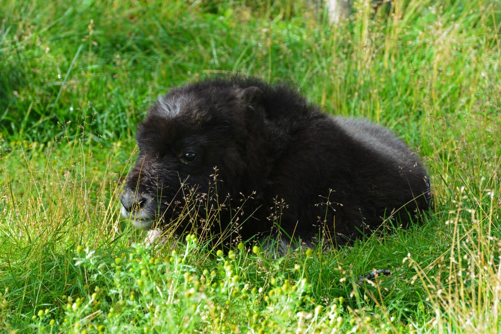 Young Juvenile Alaska Wood Bison