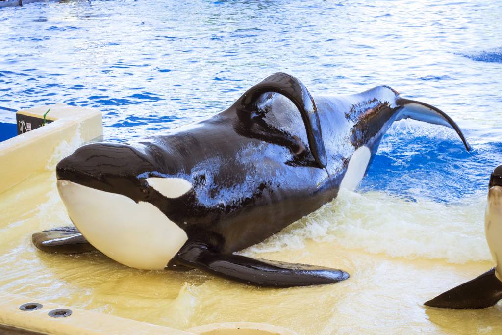 Orca in Captivity 