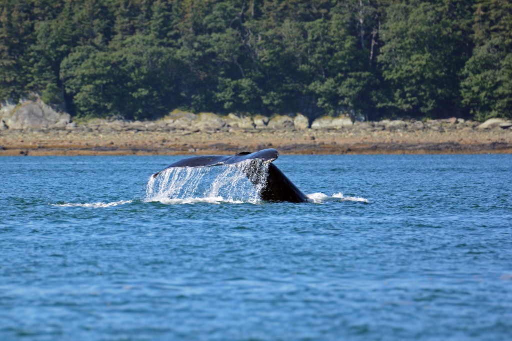 Whale Watching in Juneau Alaska