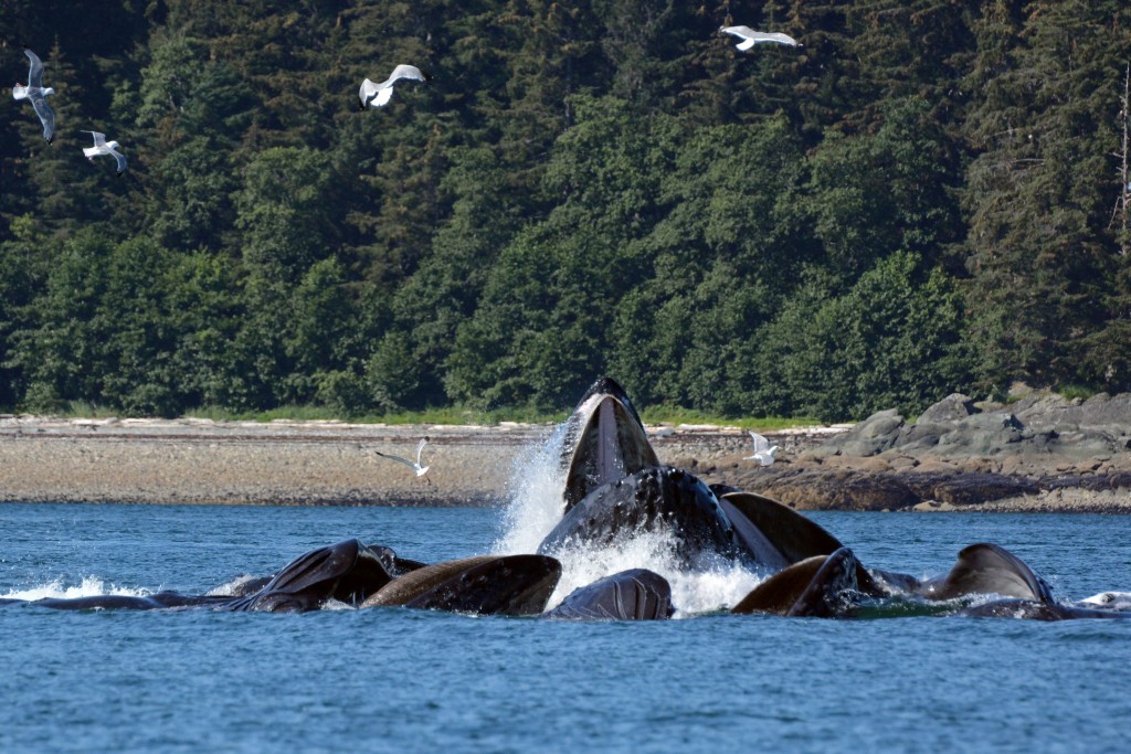 Whalewatching Juneau