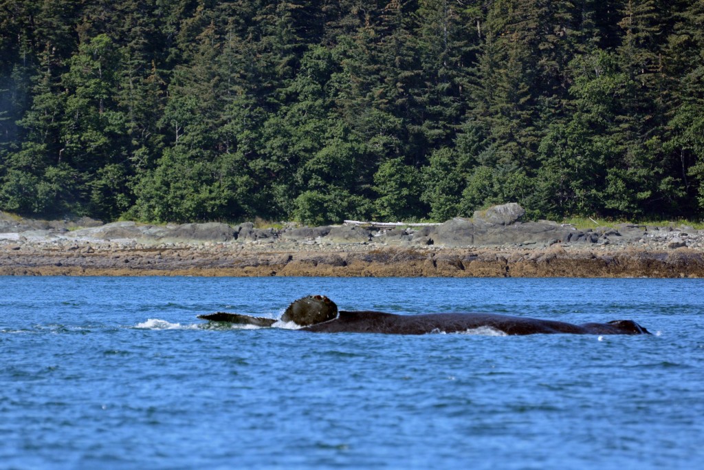 Where to go whale watching in Alaska