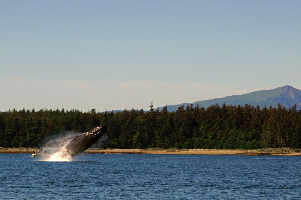 Breaching Humpback in Alaska