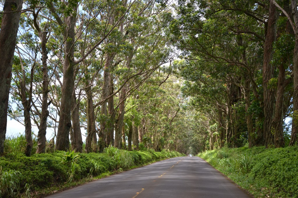 Tree Tunnel Kauai