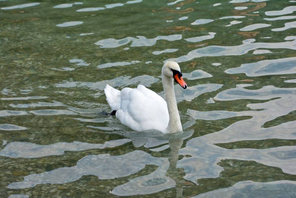 Swan at Lake Bled 