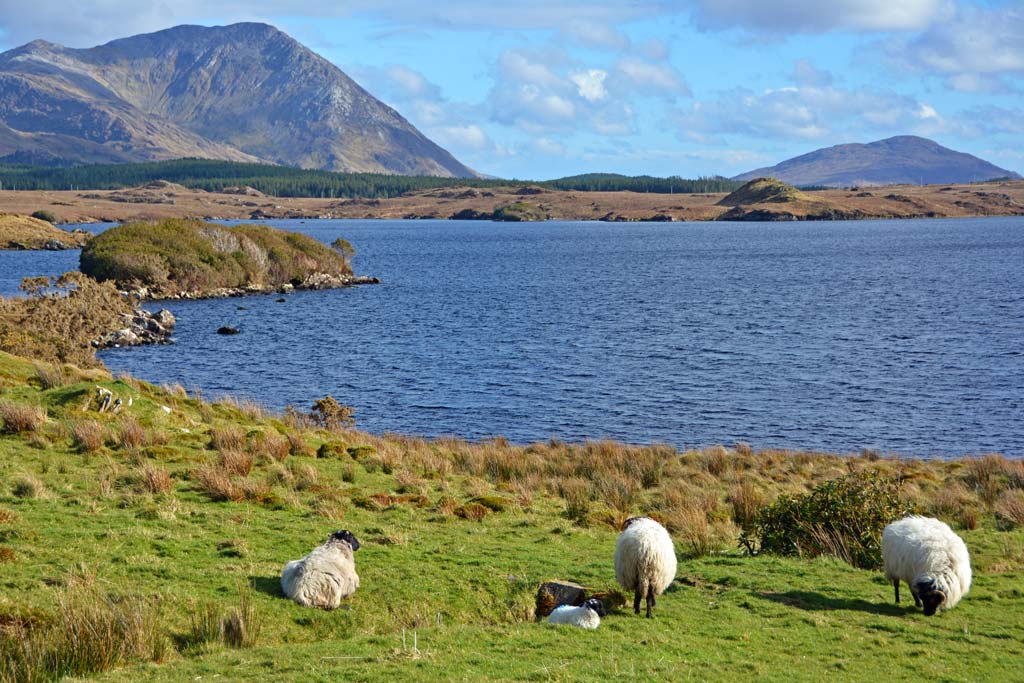 sheep in ireland