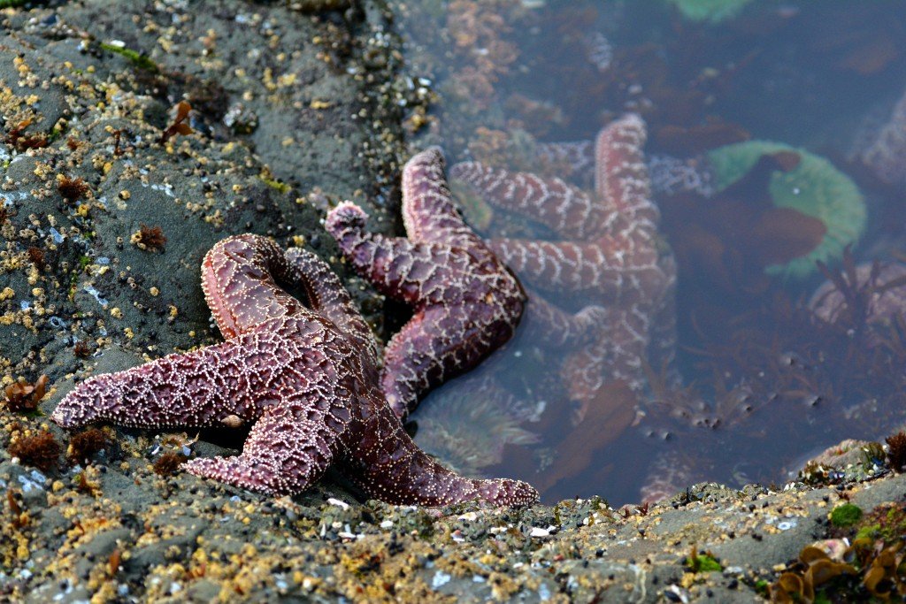 Starfish Rialto Beach Olympic Peninsula Washington