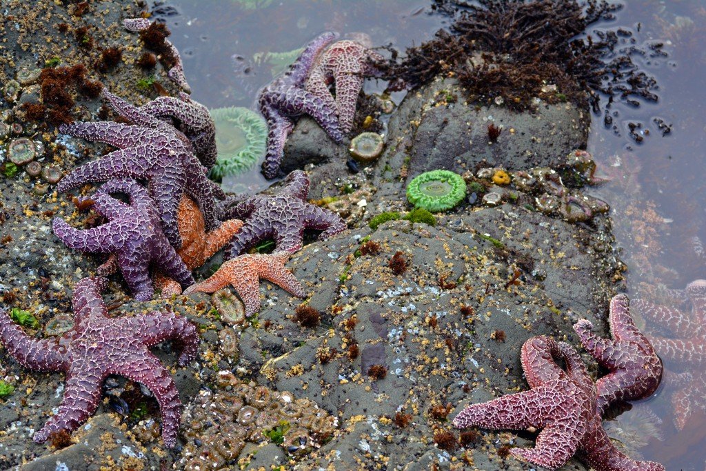Rialto Beach starfish
