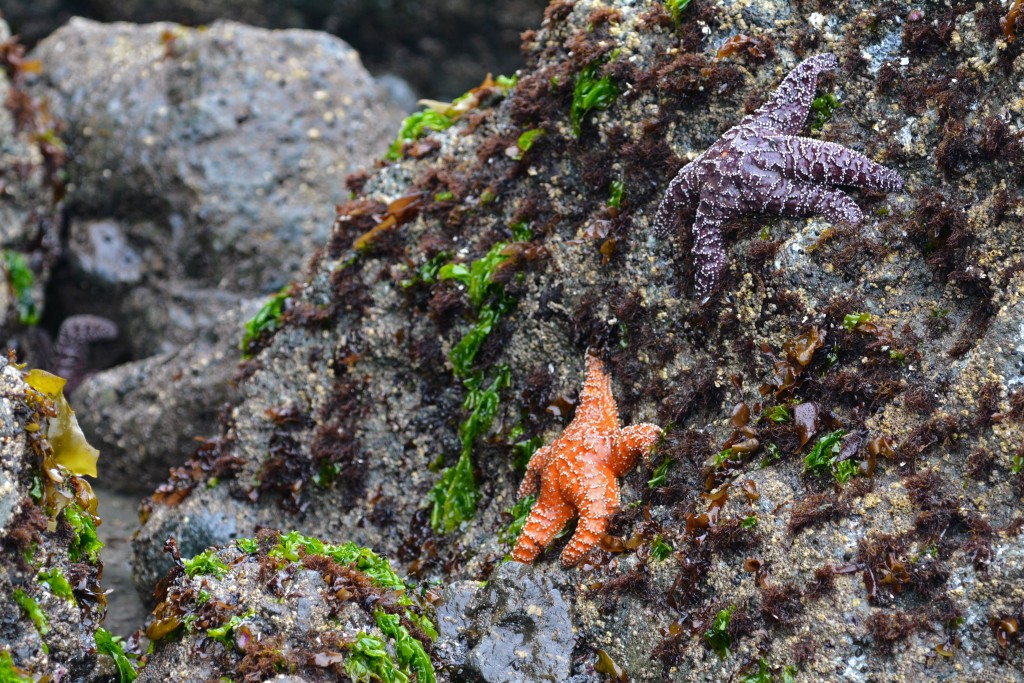 Starfish Ruby Beach Olympic Peninsula Washington