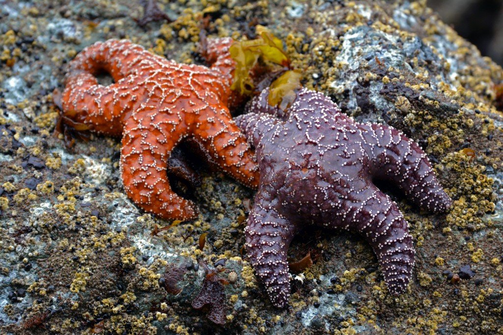 Starfish on a rock