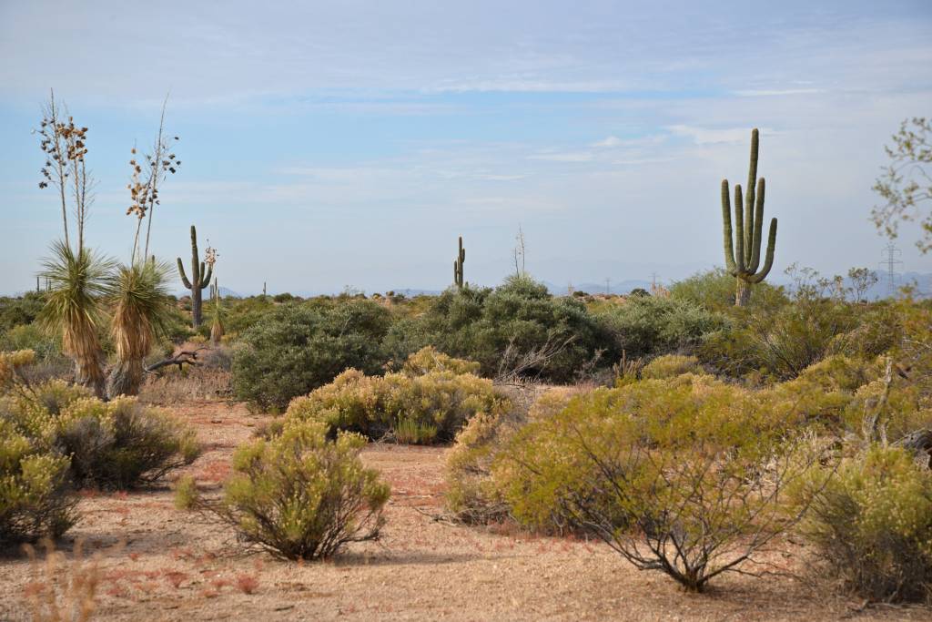 McDowell Sonoran Preserve