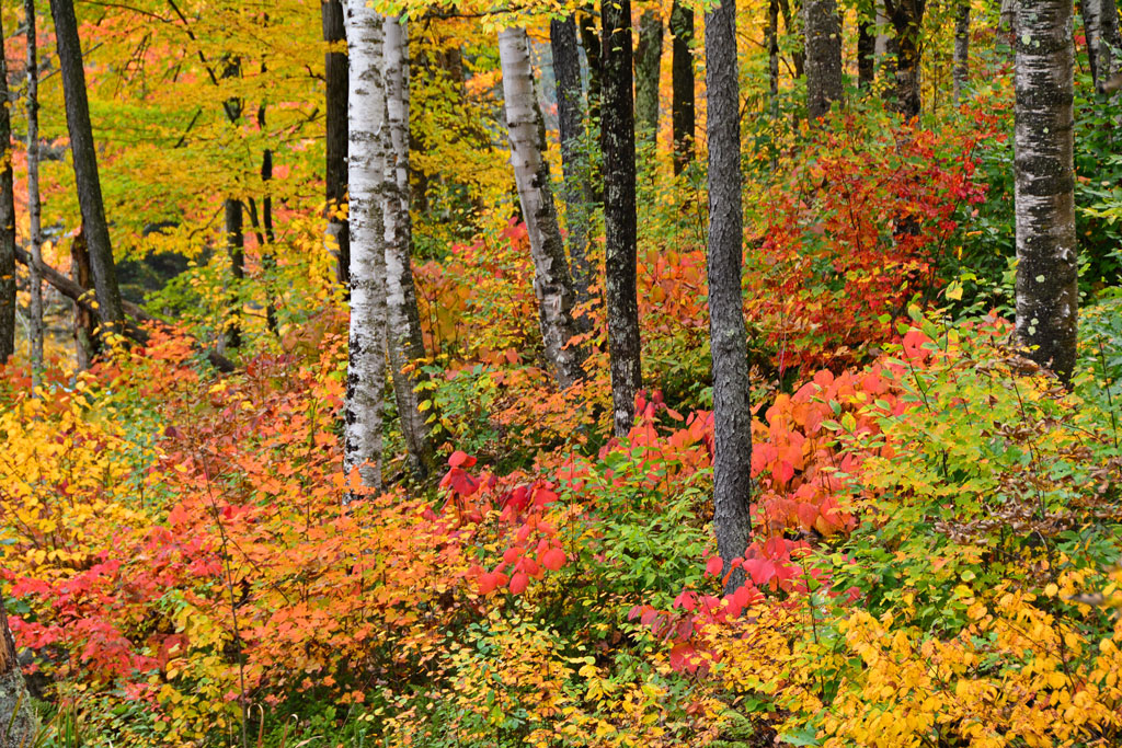 Vermont fall foliage
