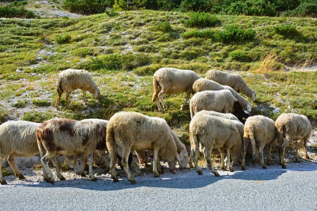 Sheep along Vrsic Pass - Slovenia