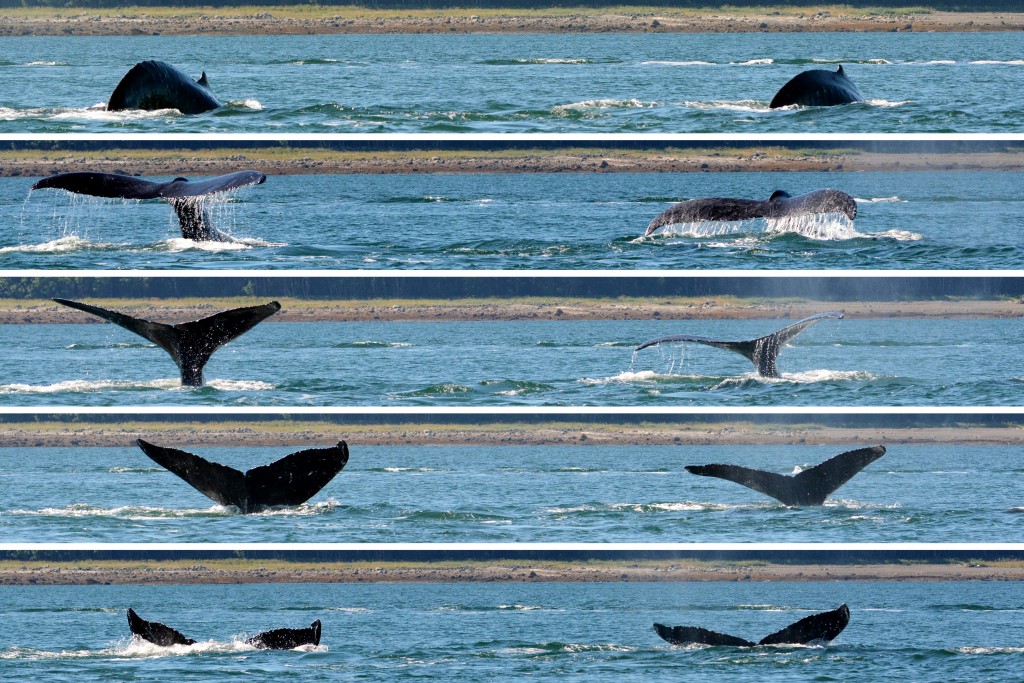 Whale Watching in Juneau, Alaska